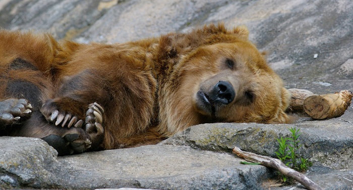 Bear finds WWII-Era Howitzer shell in Polish zoo
